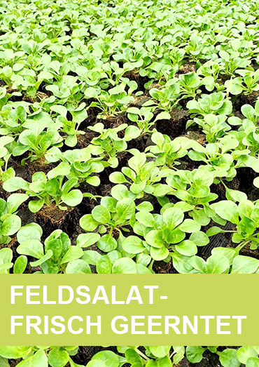 Feldsalat frisch geerntet 2022